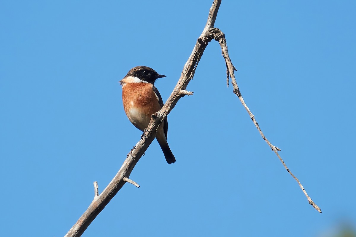 European Stonechat - ML646555098