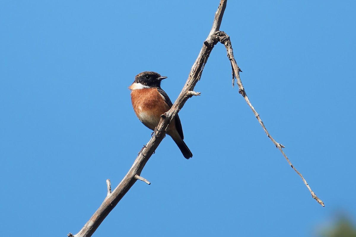 European Stonechat - ML646555099