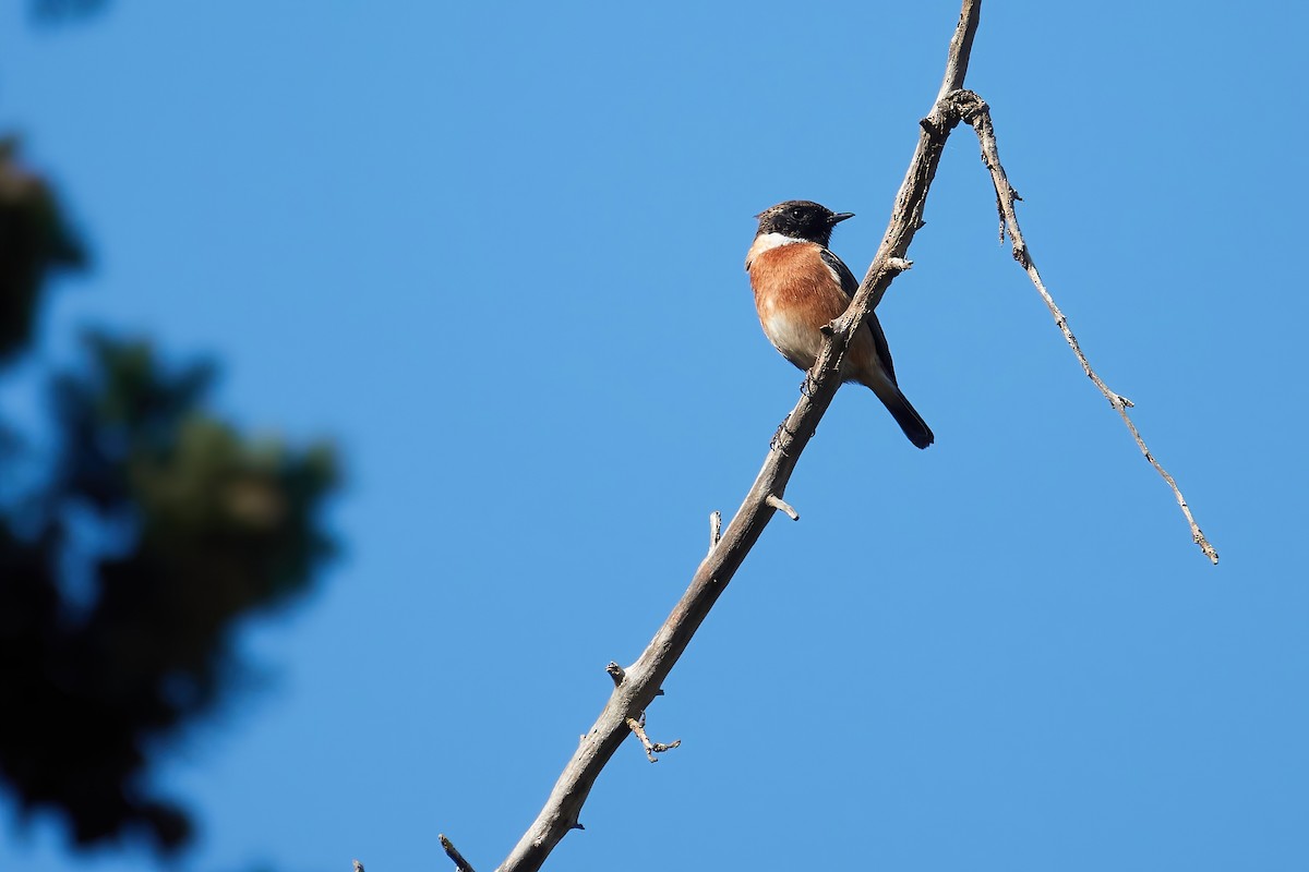 European Stonechat - ML646555100