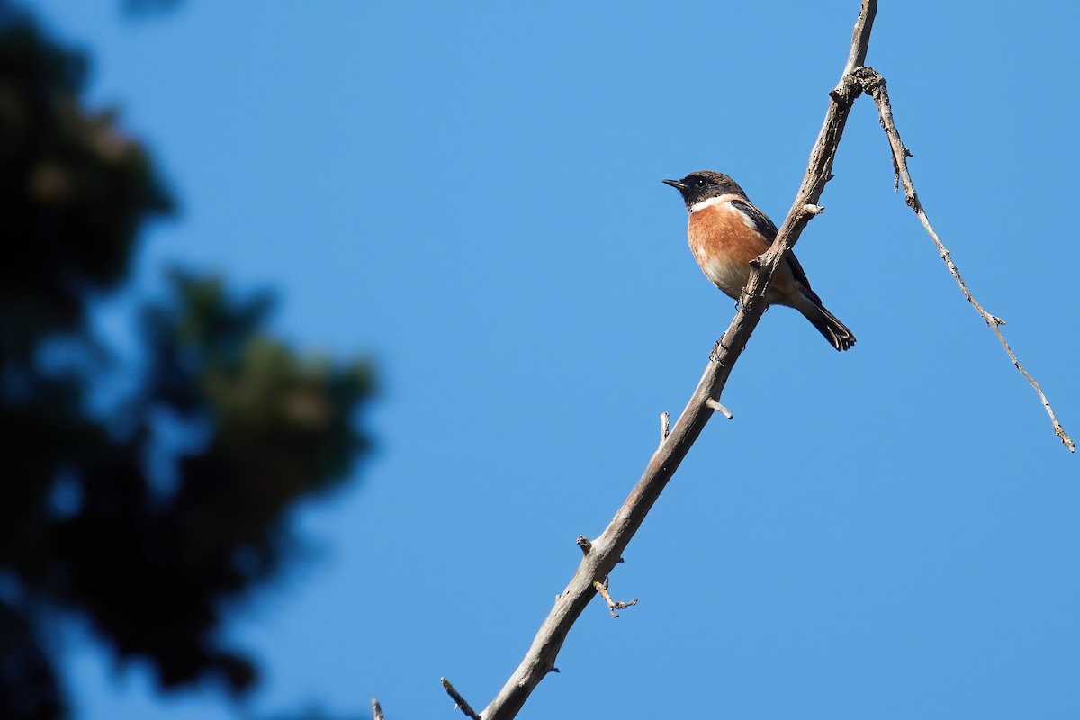 European Stonechat - ML646555101