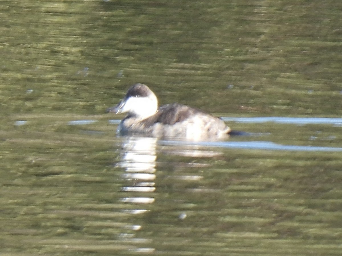 Американская савка - ML646555103