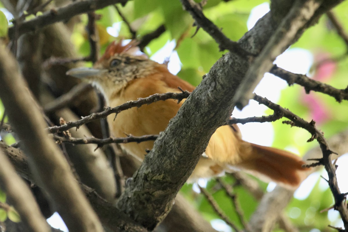 Barred Antshrike - ML646555104