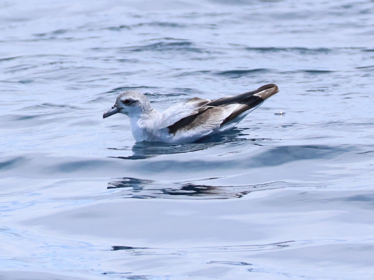 Prioi mokolaburra - ML646555105