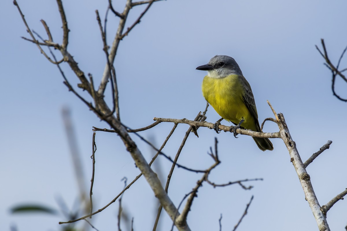 Tropical Kingbird - ML646555106