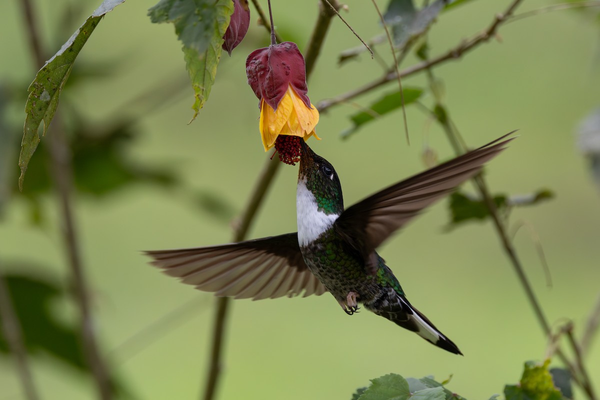 Collared Inca - ML646555108