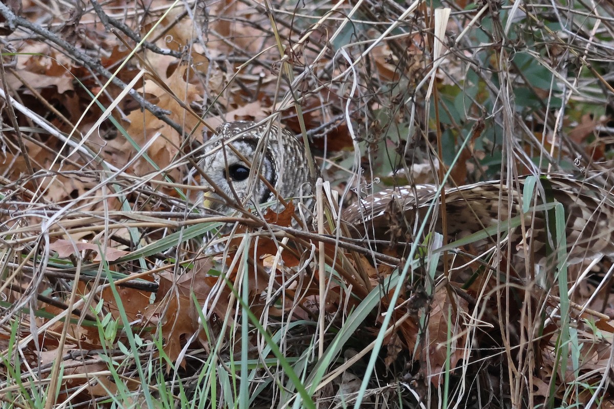 Barred Owl - ML646555109