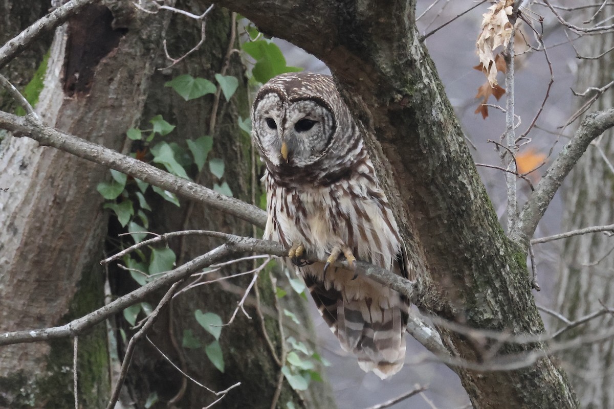 Barred Owl - ML646555110