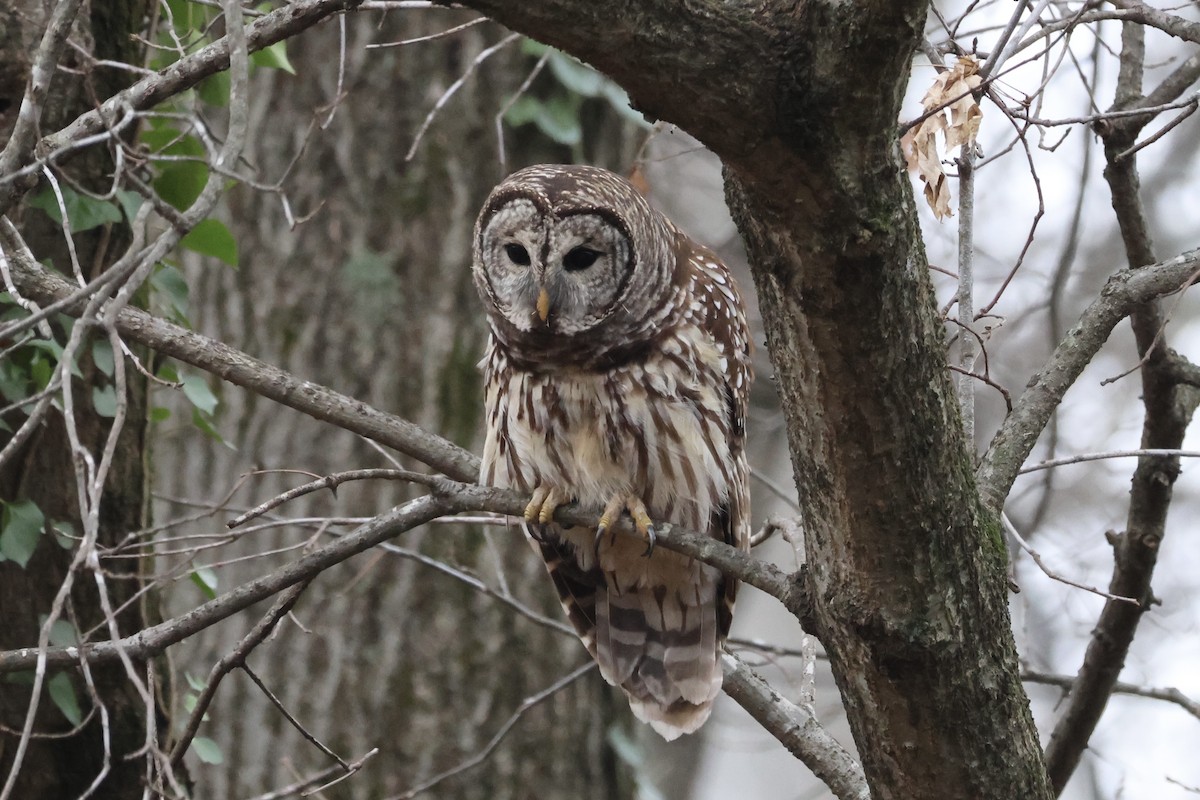 Barred Owl - ML646555111