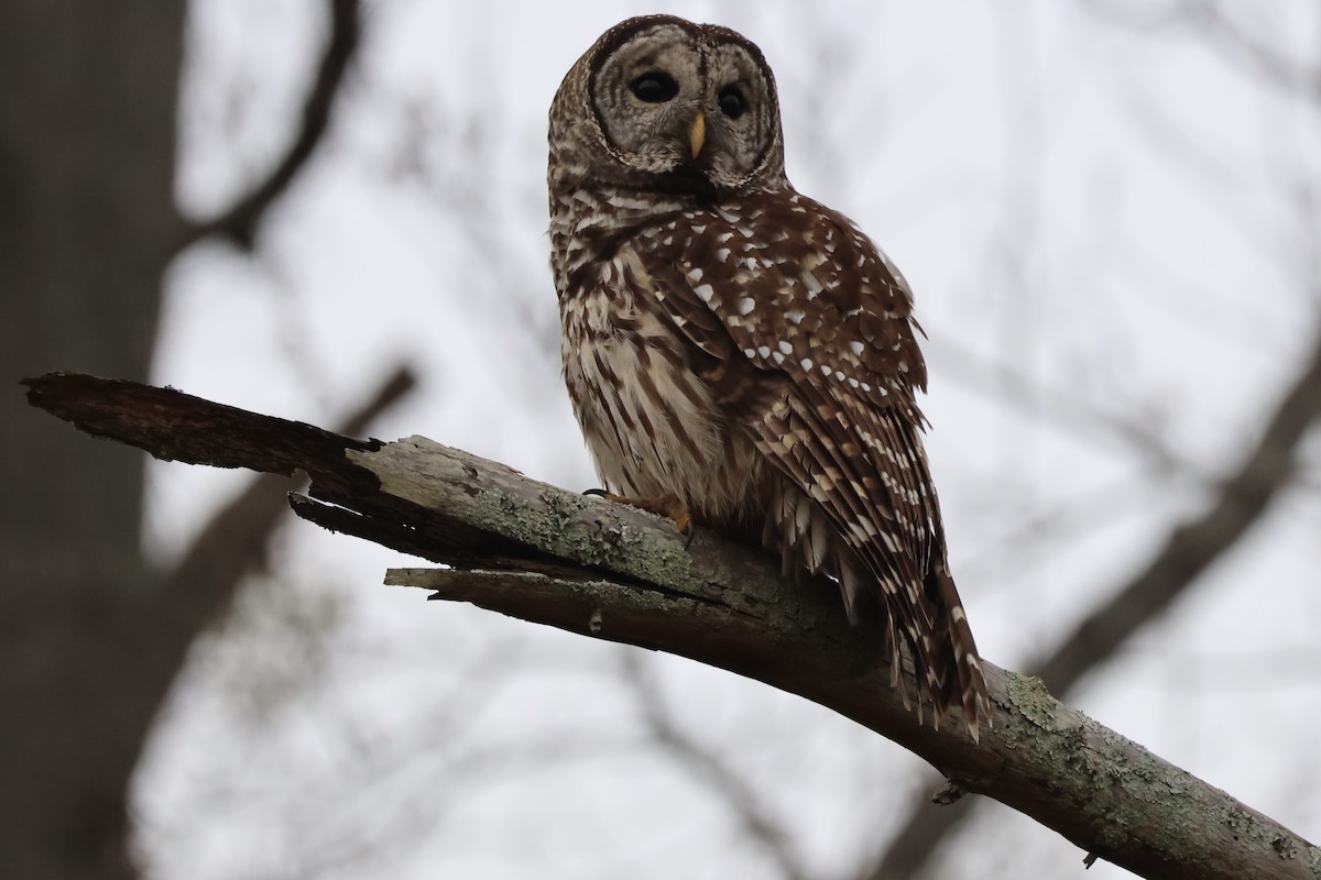 Barred Owl - ML646555112