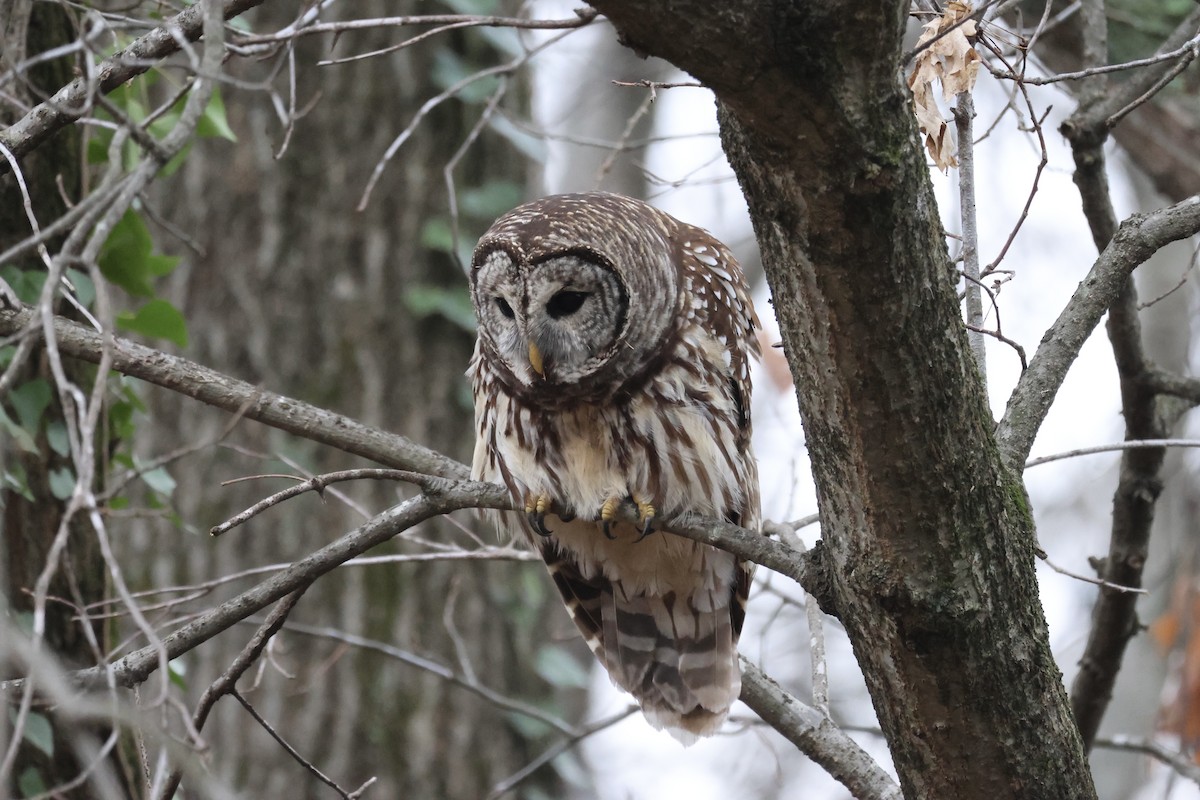 Barred Owl - ML646555113