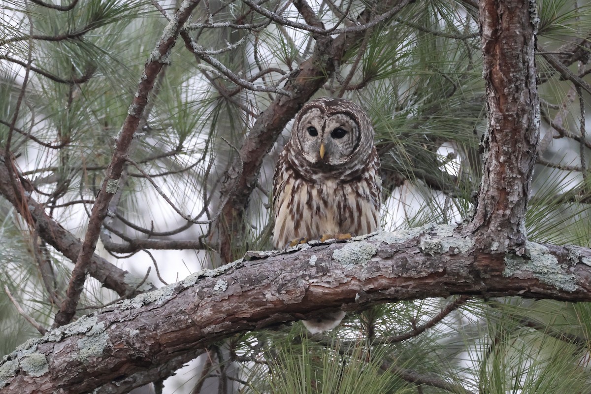 Barred Owl - ML646555114