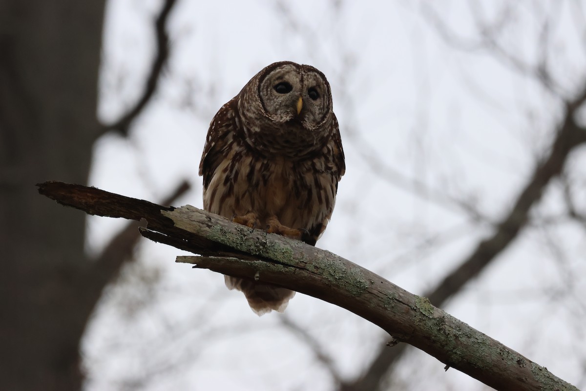 Barred Owl - ML646555115