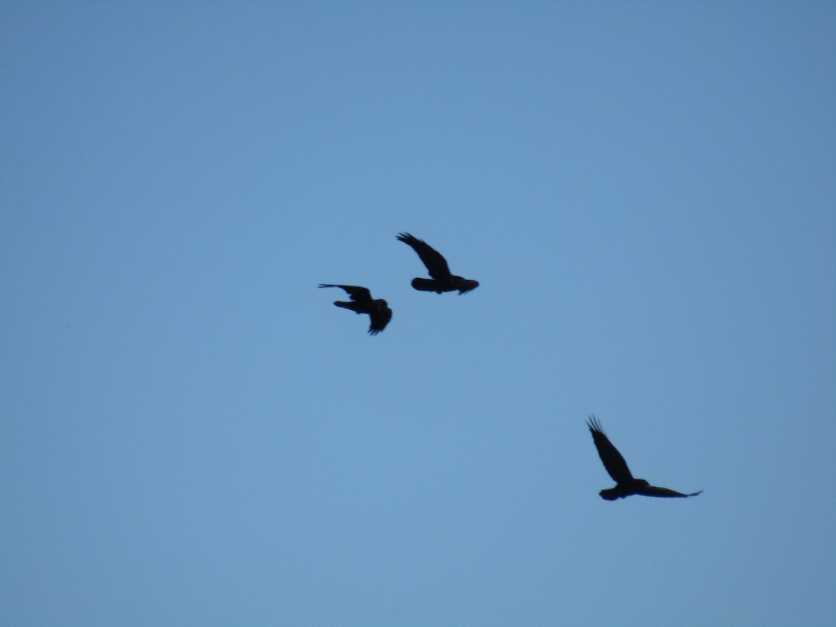 Erroi handia - ML646555116