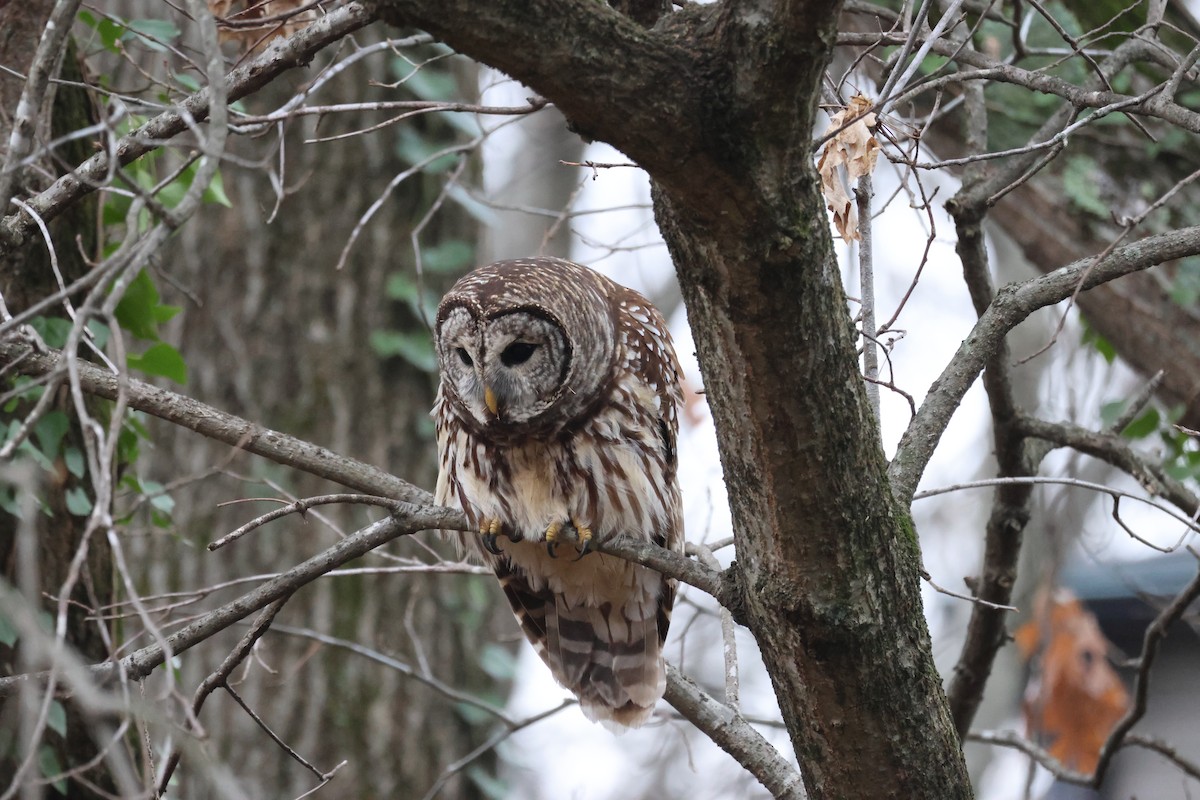 Barred Owl - ML646555117