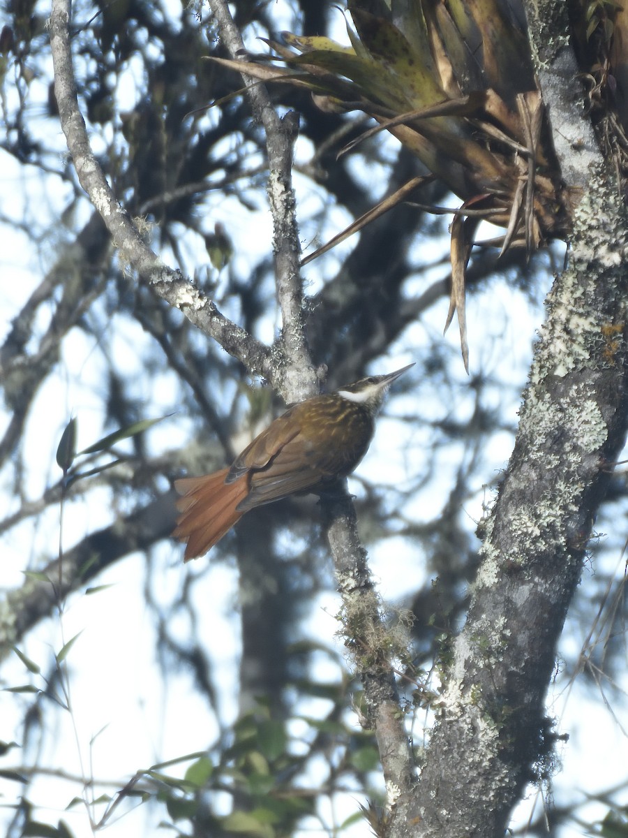 Streaked Tuftedcheek - ML646555120