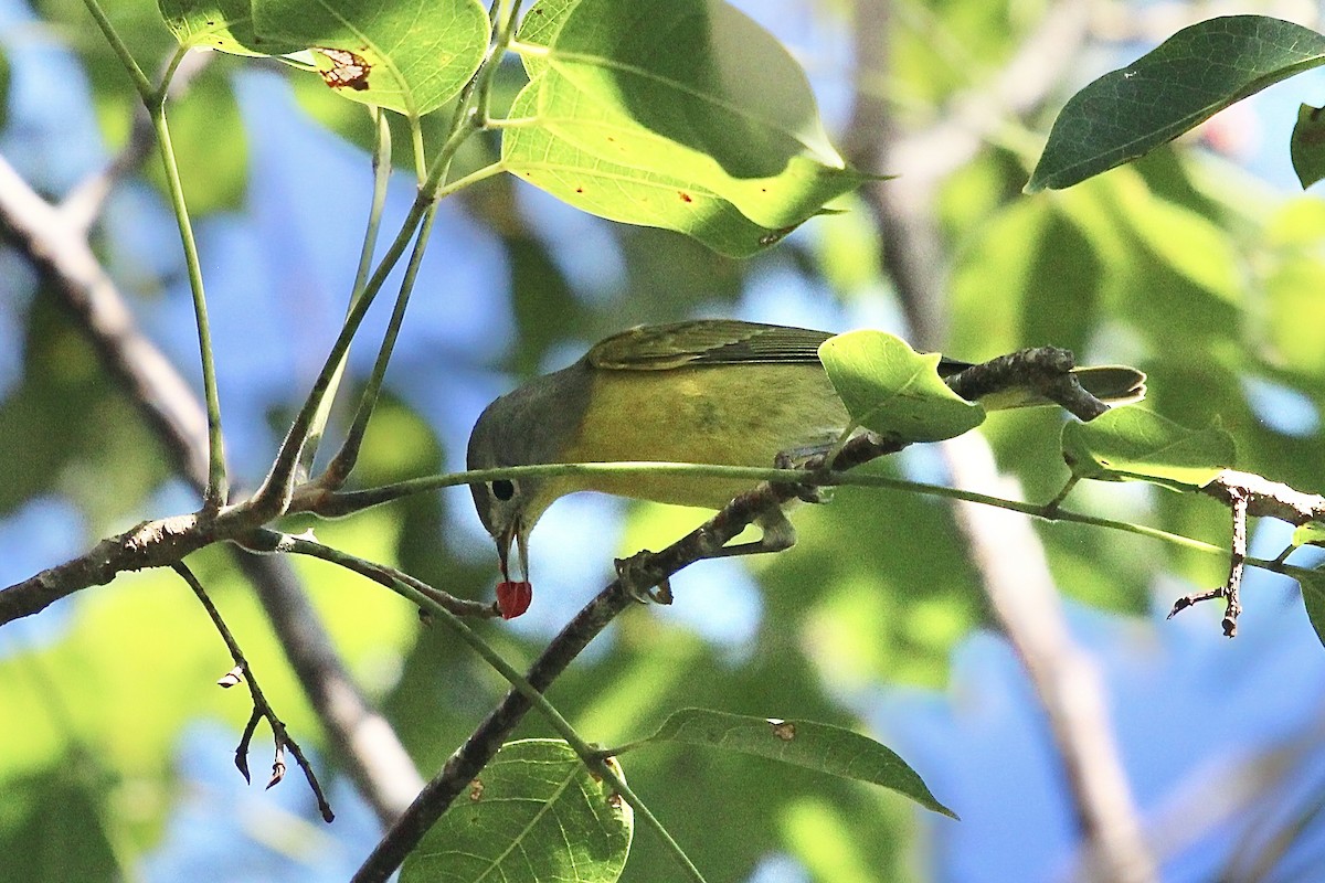 Paruline à joues grises - ML646555121