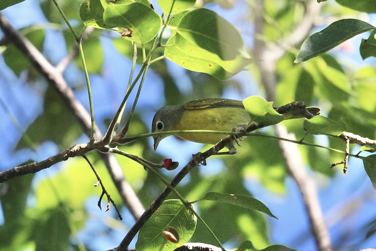 Paruline à joues grises - ML646555122