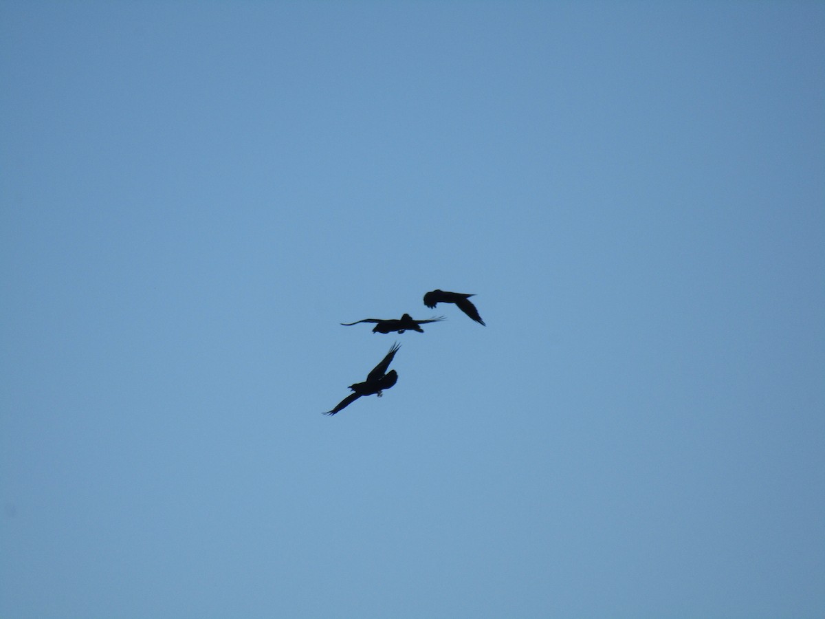 Erroi handia - ML646555123