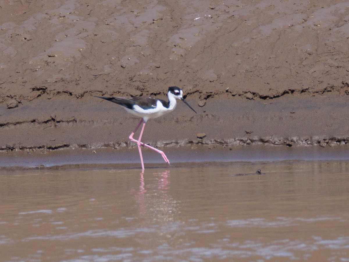 クロエリセイタカシギ - ML646555126