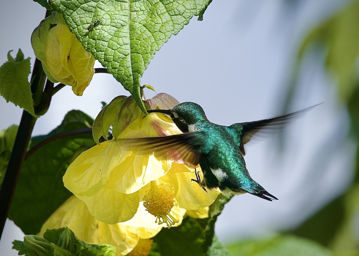 Lesser Violetear - ML646555129