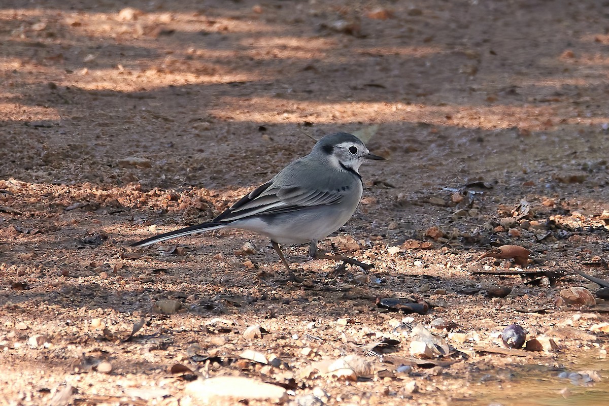 White Wagtail - ML646555130