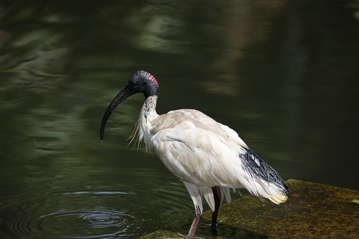Australian Ibis - ML646555132