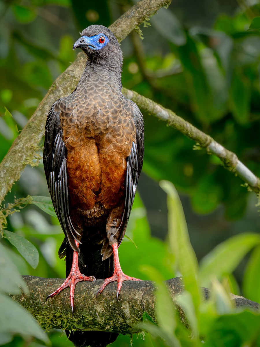 Sickle-winged Guan - ML646555133