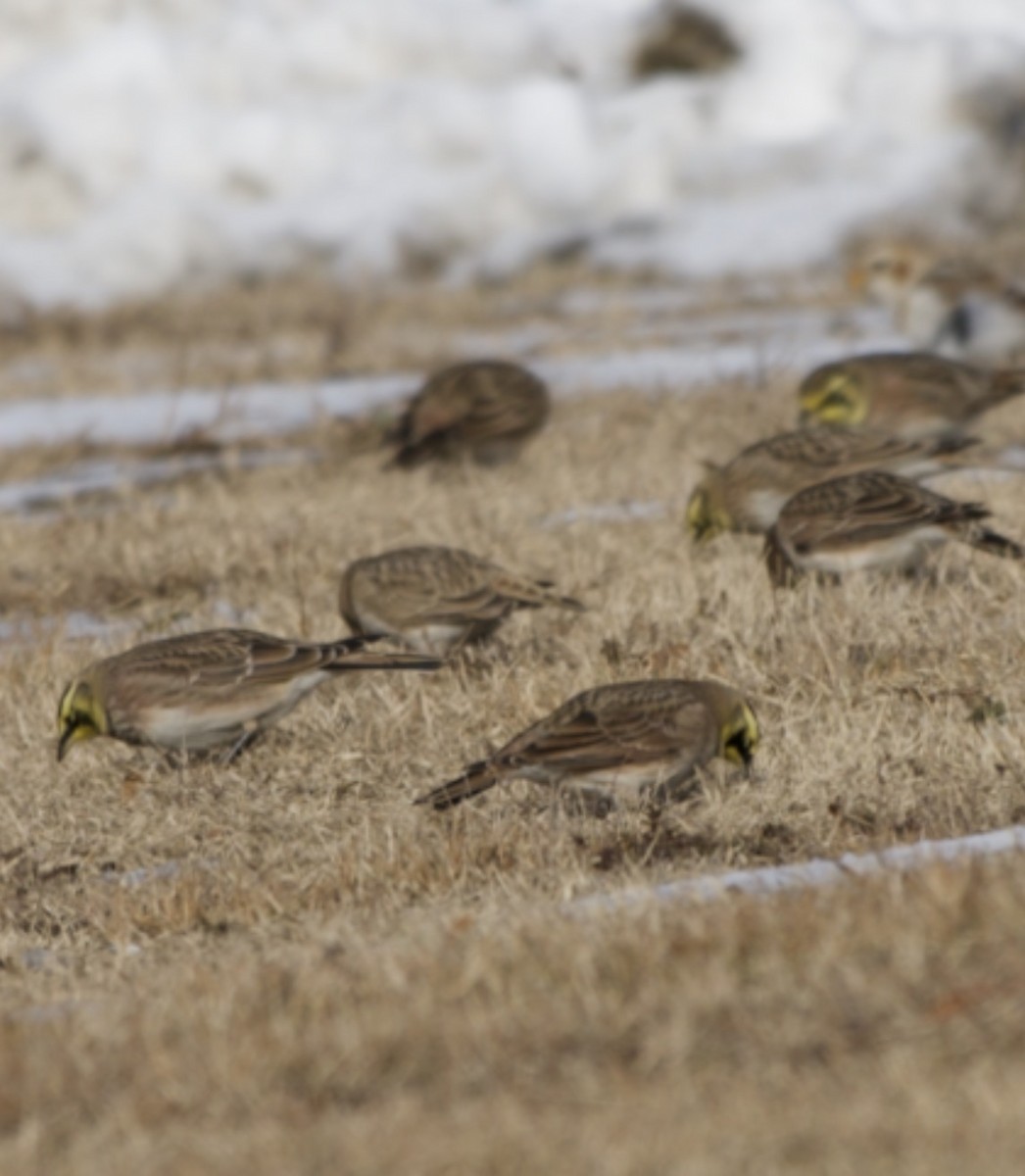Horned Lark - ML646555135
