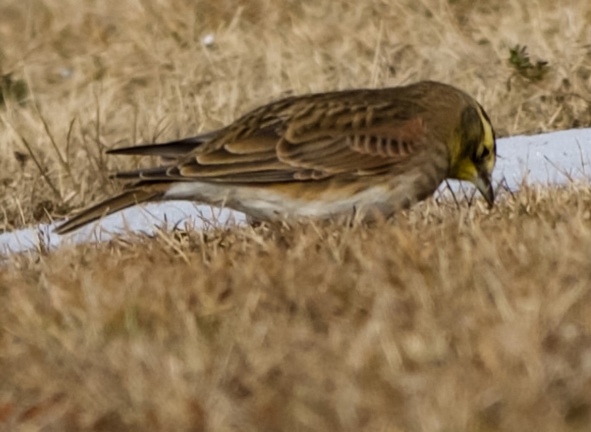 Horned Lark - ML646555136