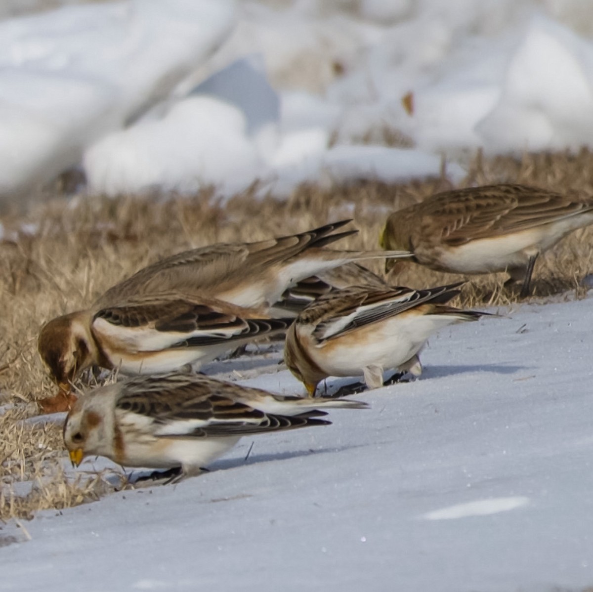 Horned Lark - ML646555138