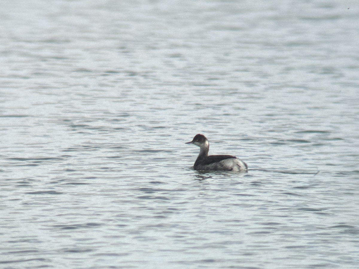 Eared Grebe - ML646555142