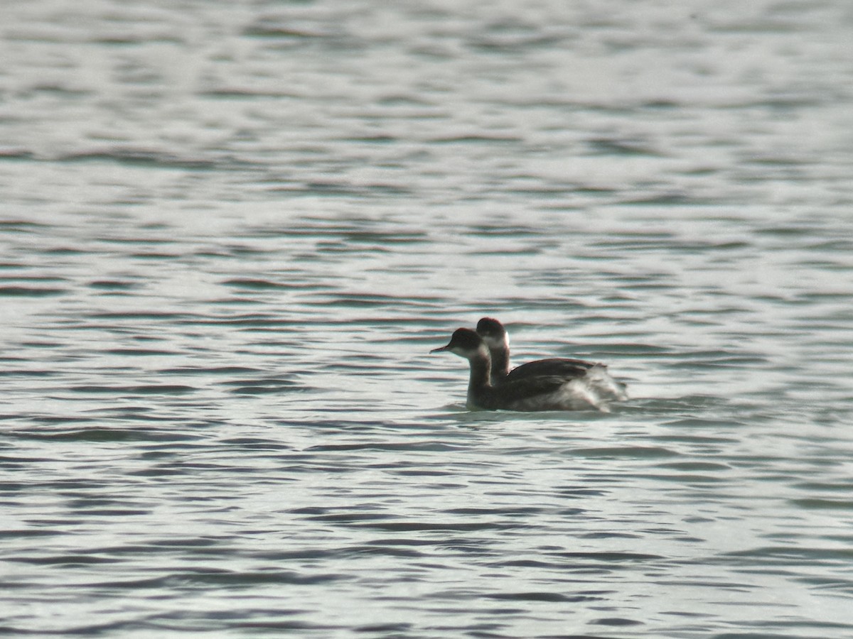 Eared Grebe - ML646555143