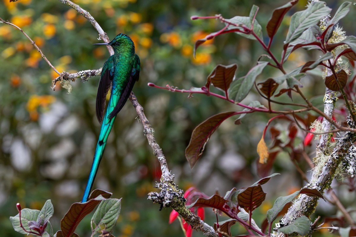 アオフタオハチドリ - ML646555148