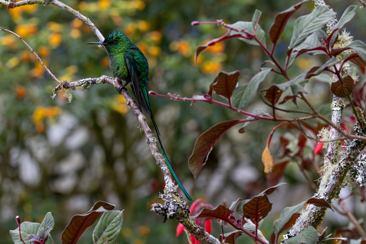 アオフタオハチドリ - ML646555149