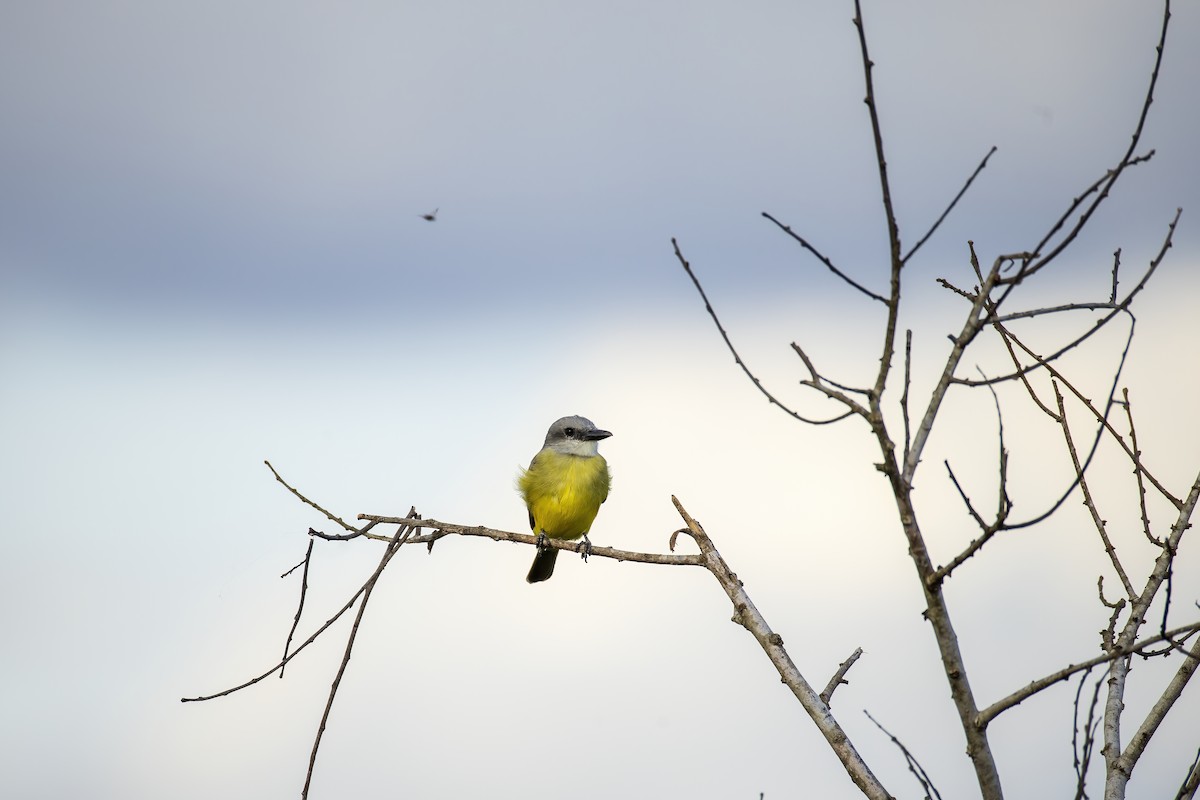 Tropical Kingbird - ML646555150