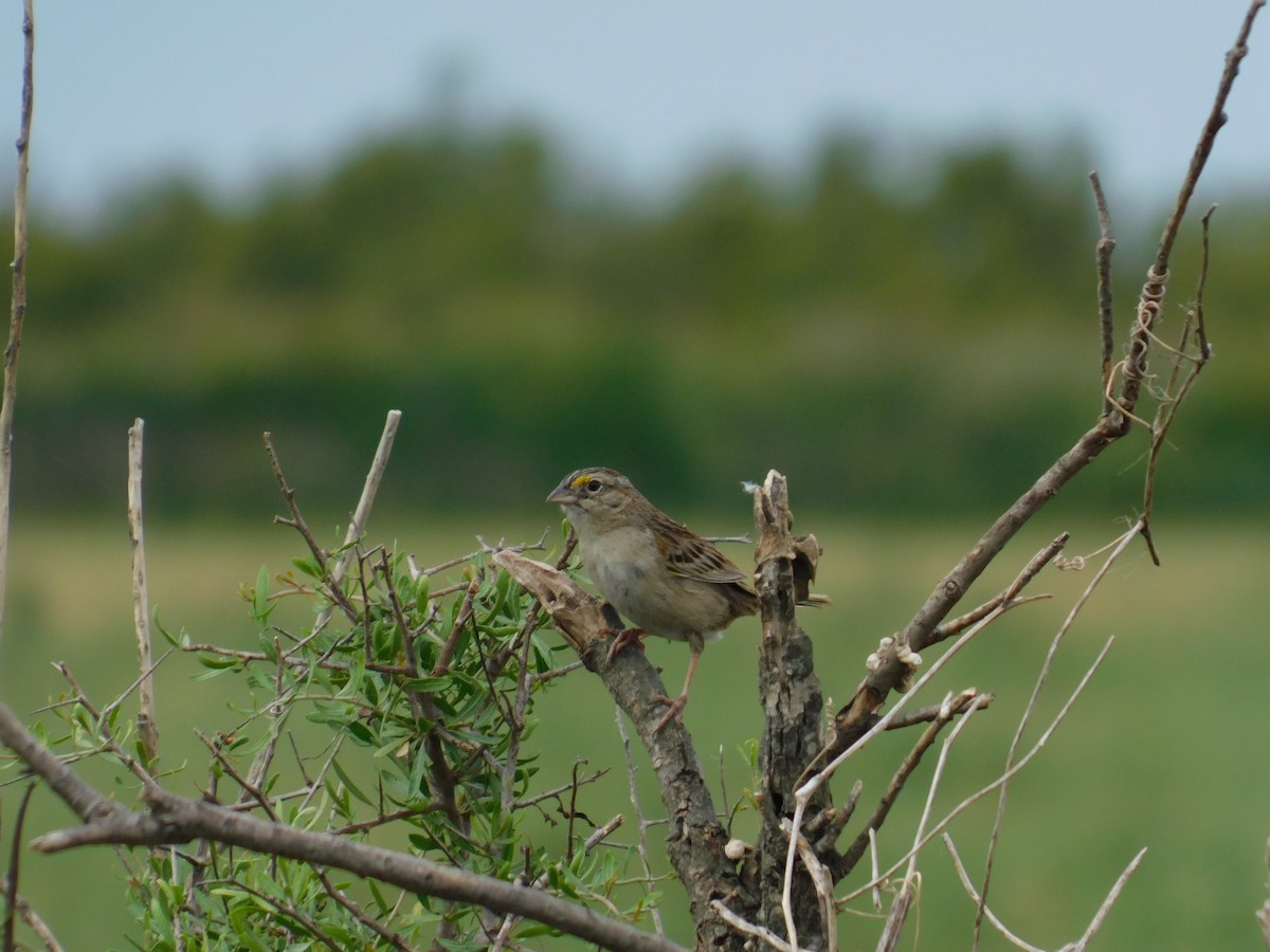 キガタヒメドリ - ML646555151