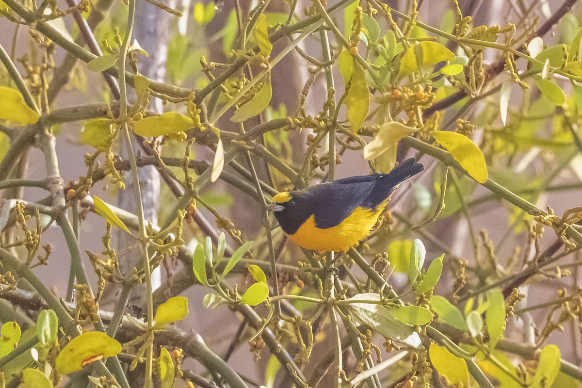 Гутурама пурпуровоголова - ML646555153