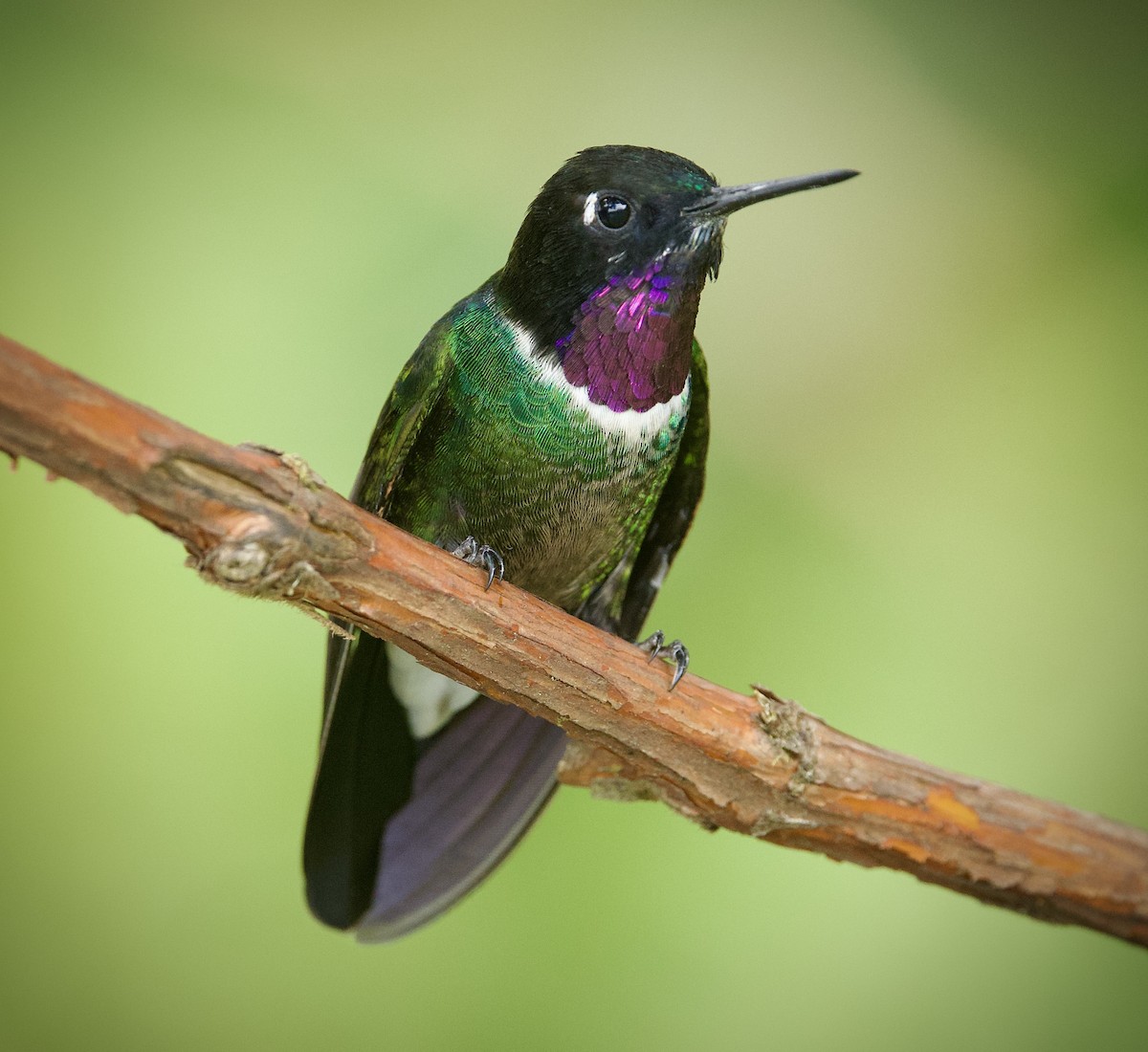 Longuemare's Sunangel - ML646555154