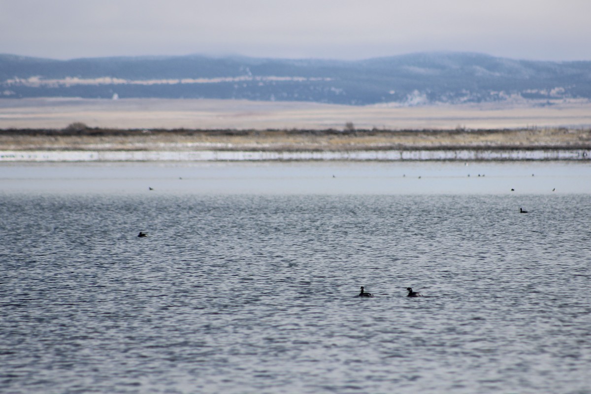 Eared Grebe - ML646555156