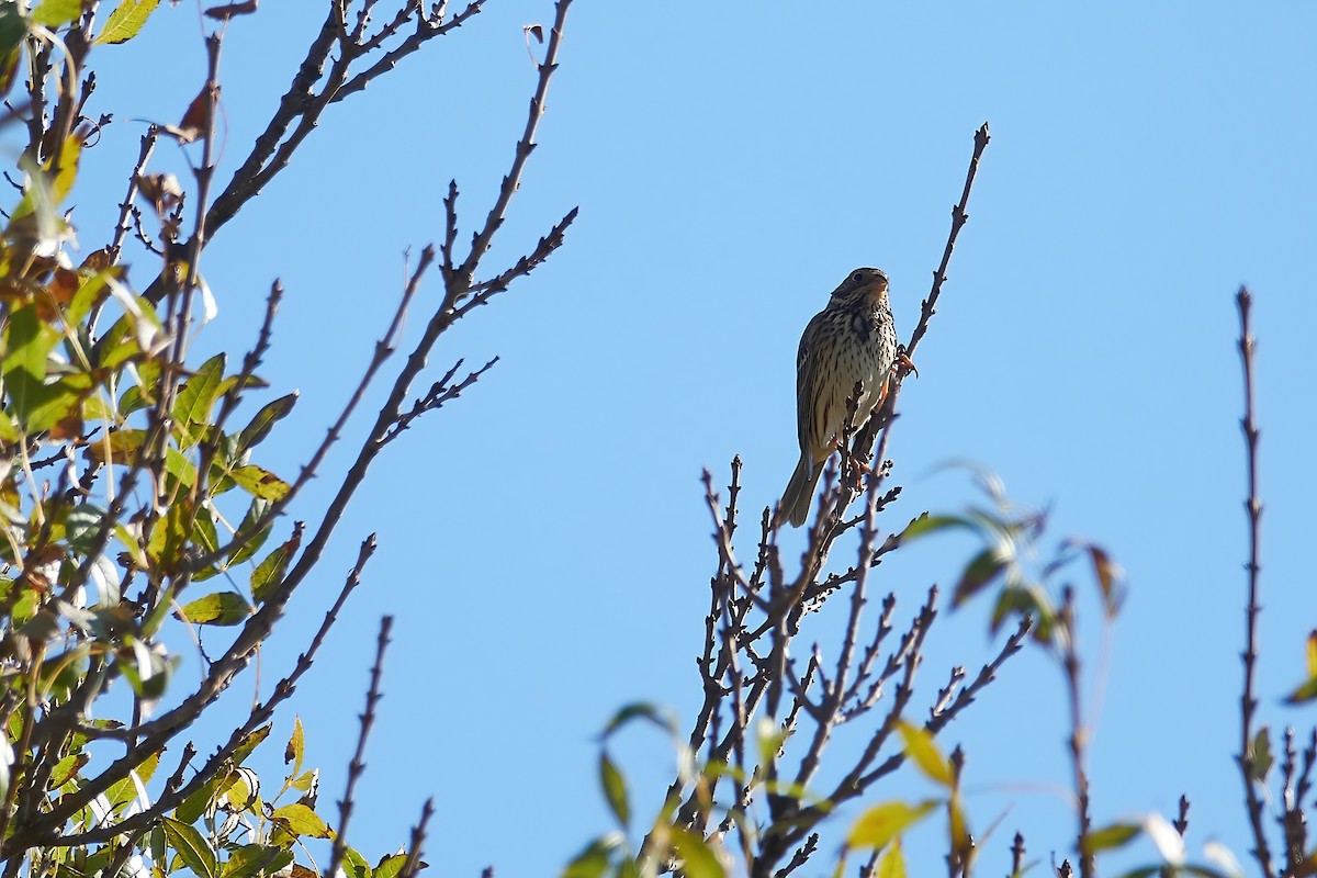Corn Bunting - ML646555157