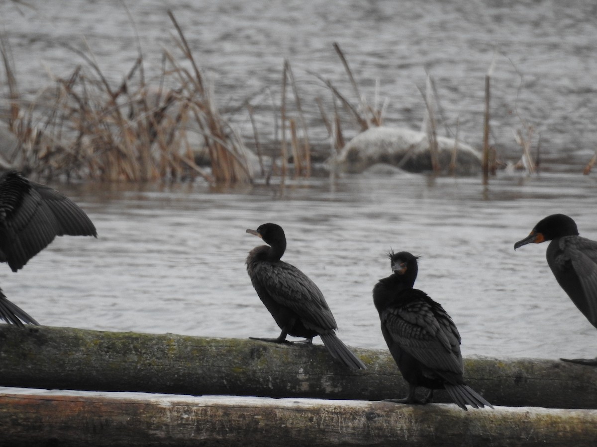 Neotropic Cormorant - ML646555158