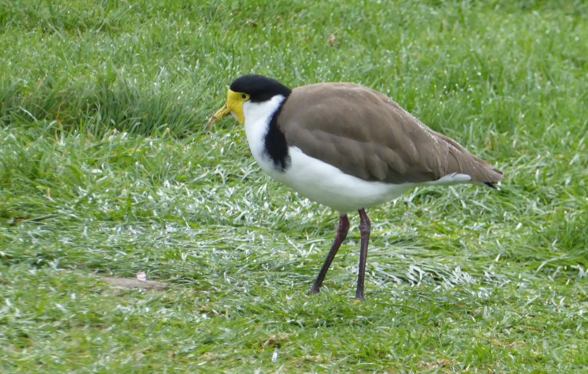 Maskenkiebitz - ML646555159