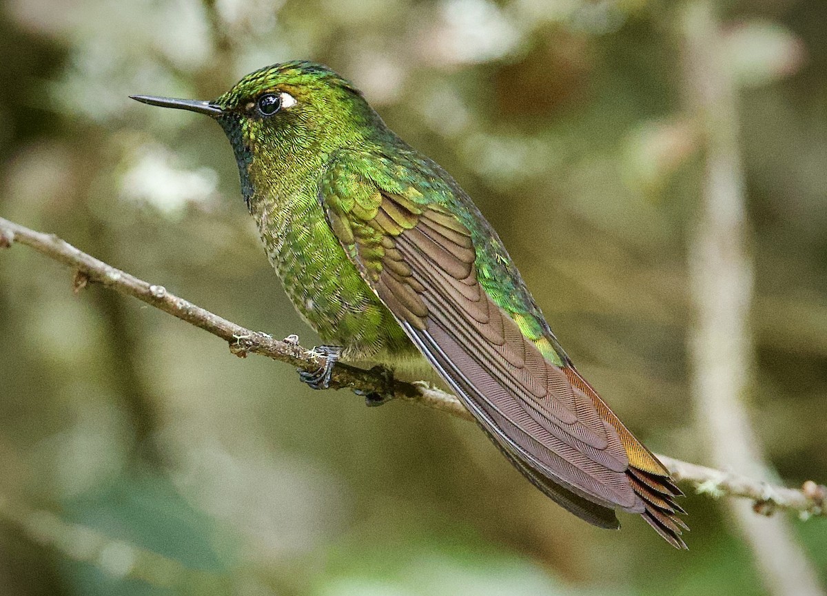 Tyrian Metaltail - ML646555162