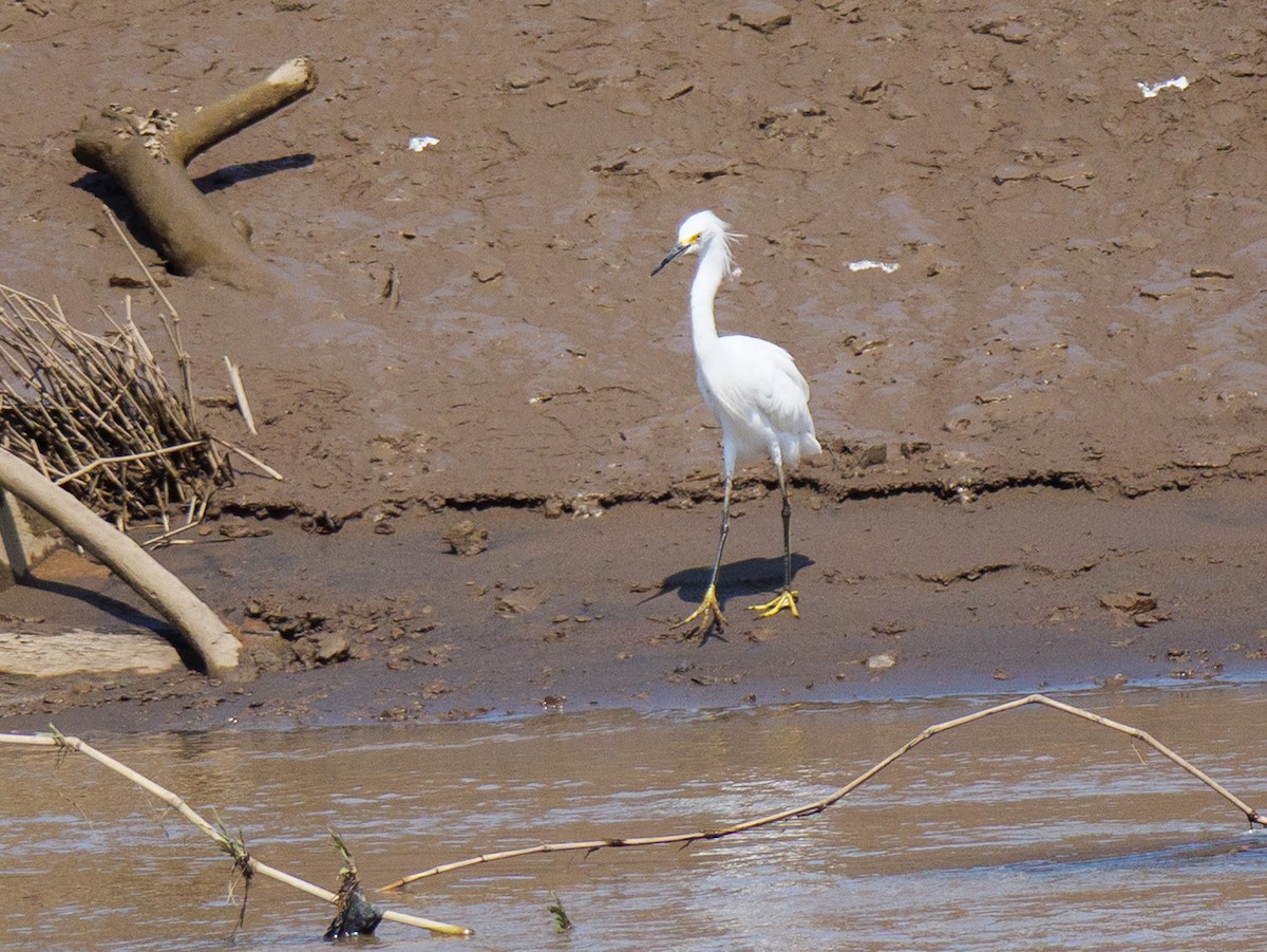 Snowy Egret - ML646555167