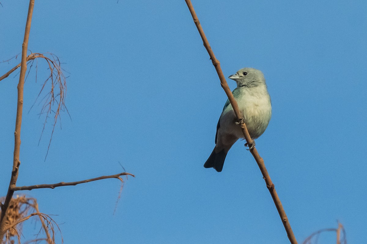 Саяка синя - ML646555169