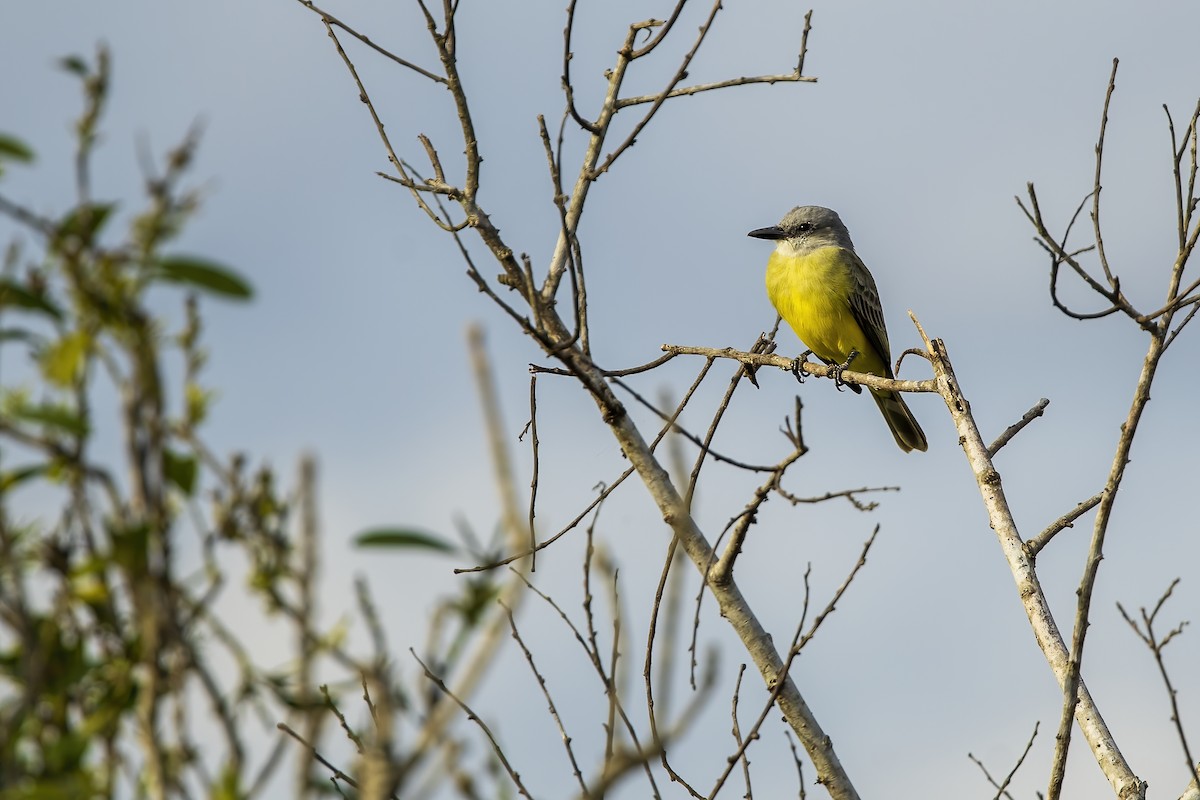Tropical Kingbird - ML646555170