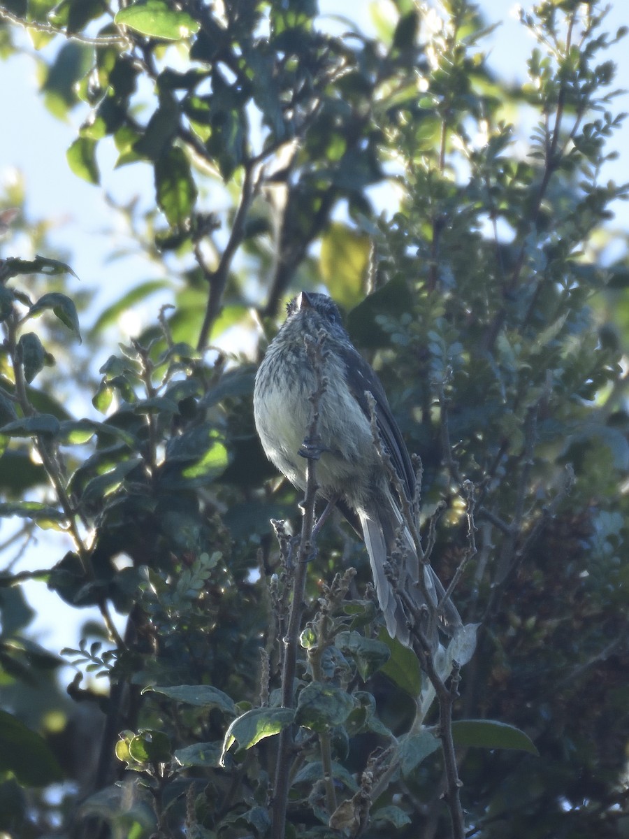 Agile Tit-Tyrant - ML646555171