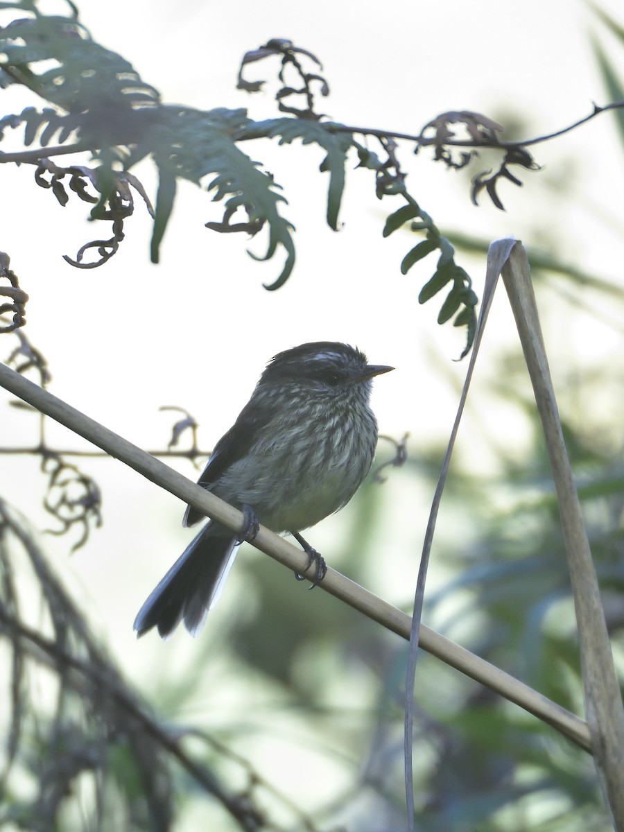 Agile Tit-Tyrant - ML646555173