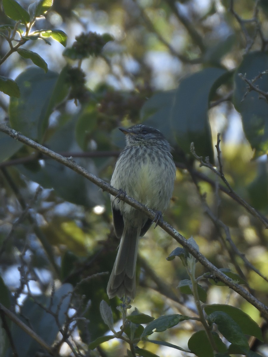 Agile Tit-Tyrant - ML646555174