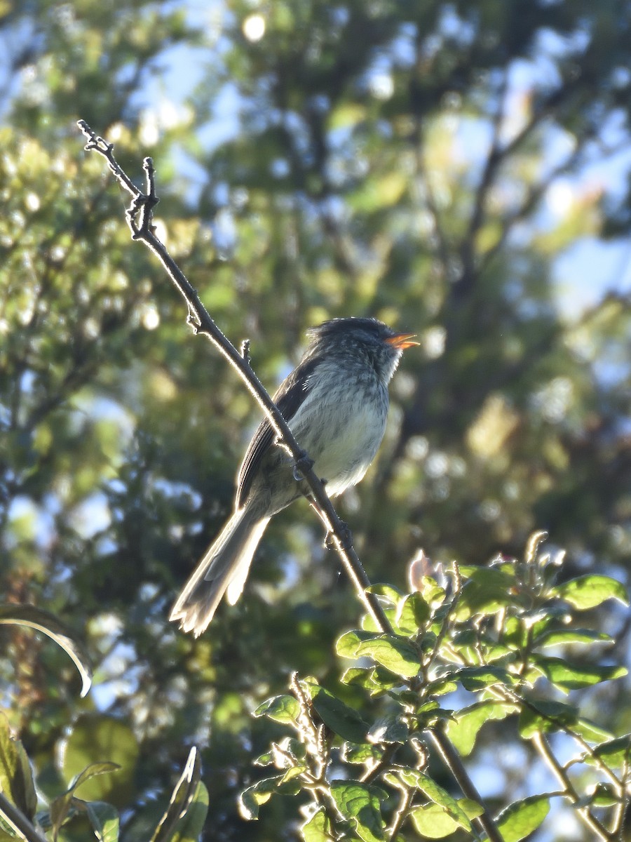 Agile Tit-Tyrant - ML646555175